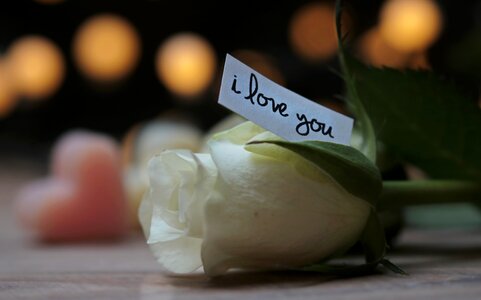 Love message white rose nature