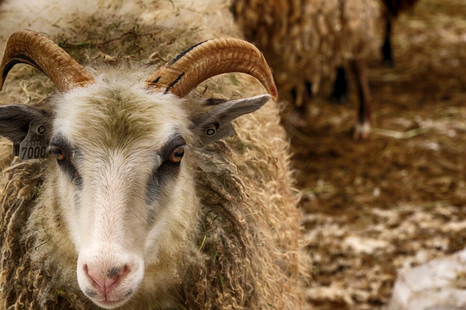 Sheep nature animal