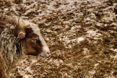 Nature sheep farm photo