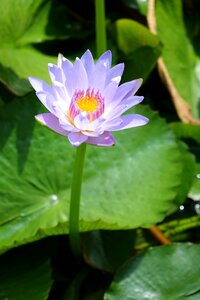 Lotus water fu yung purple