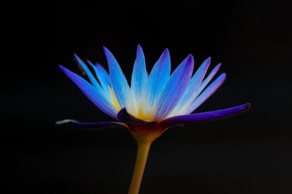 Dark black bloom