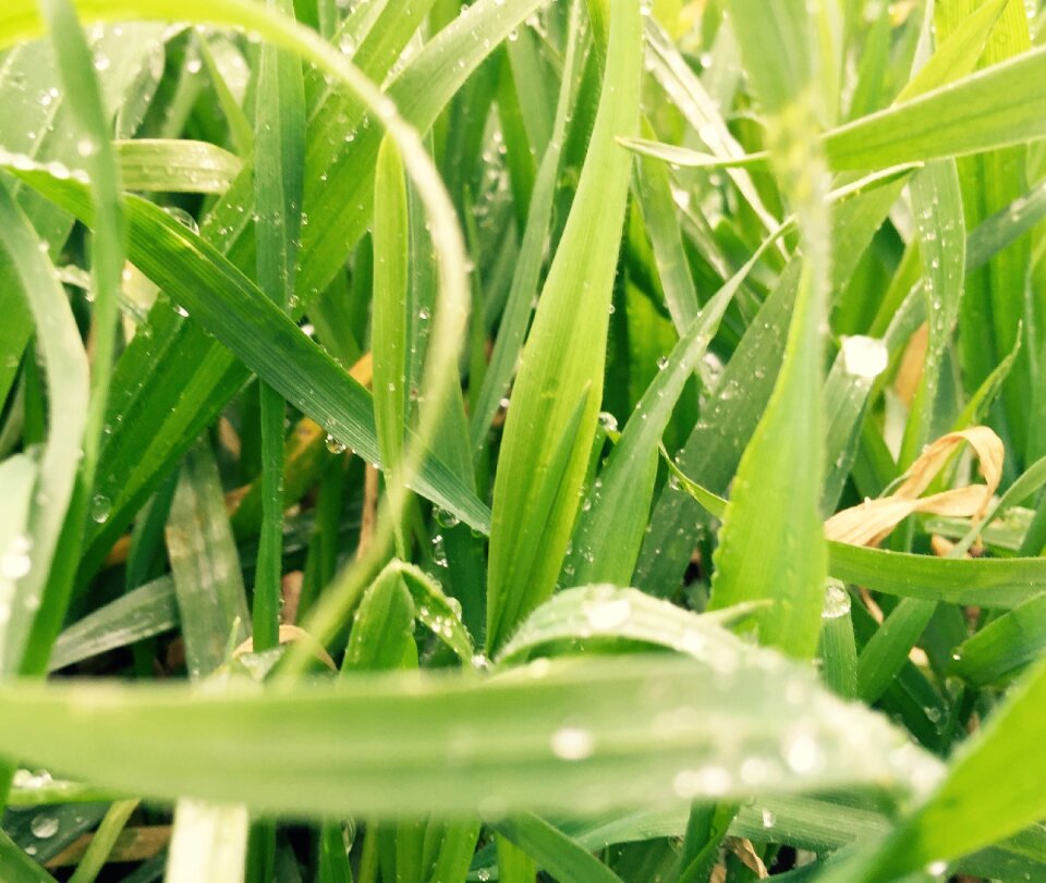 Close shot outdoors rain drop