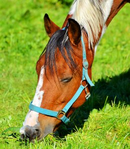 Equestrian coupling animal photo