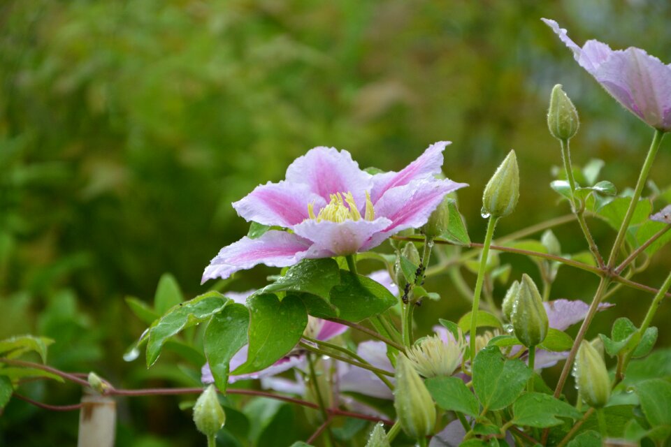 Nature garden pink