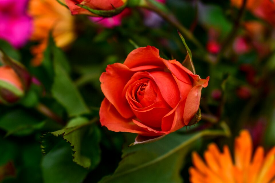 Rosa nature plant