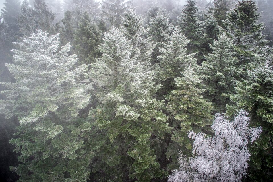 Nature treetops fog