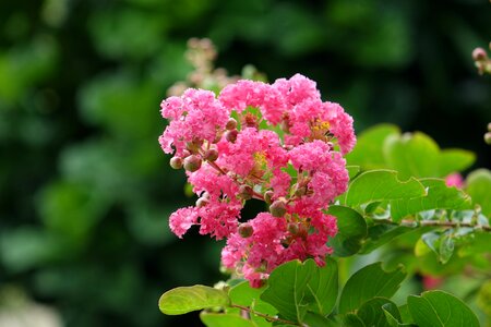 Zinnia flowers red violet tree photo