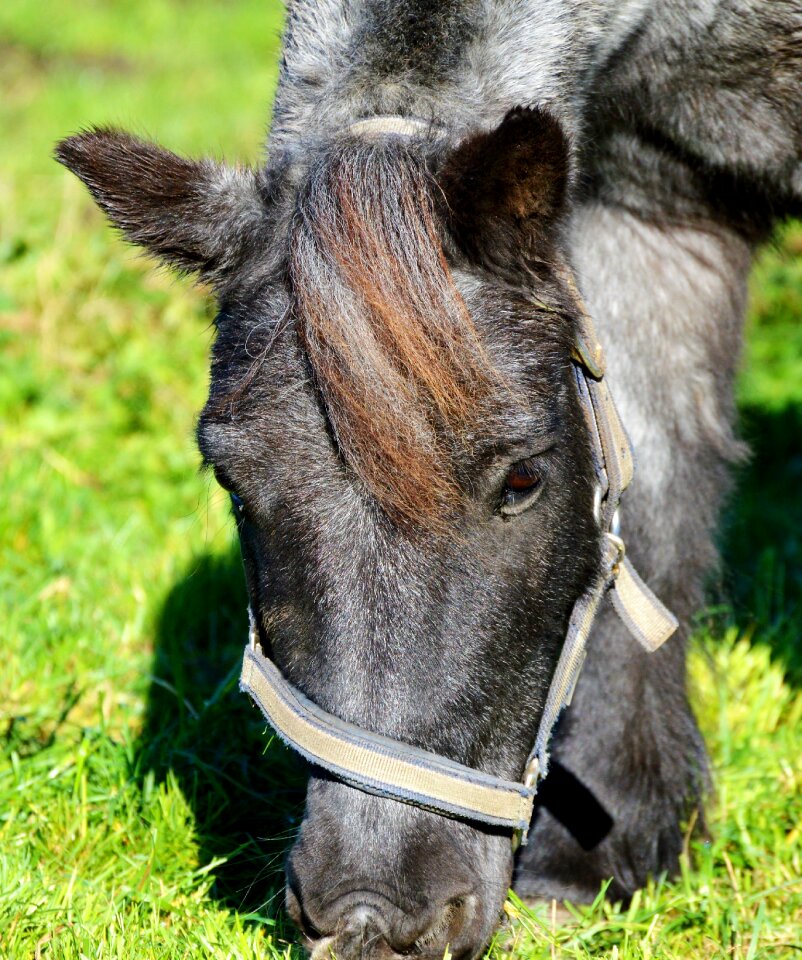 Equestrian coupling animal