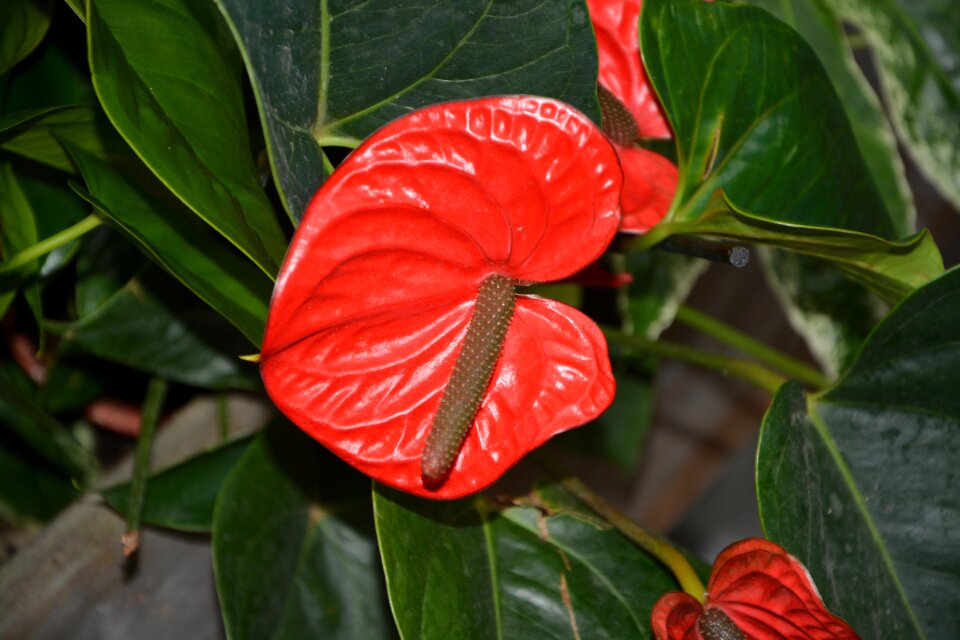 Green leaves nature decoration