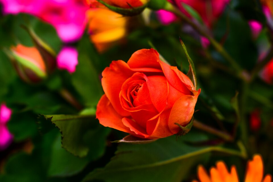 Nature plant rosa