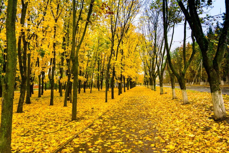 Paint forest landscape