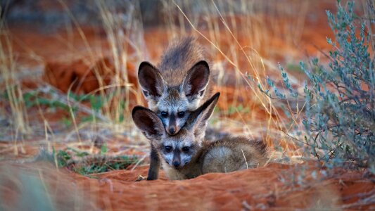 Beautiful fox family