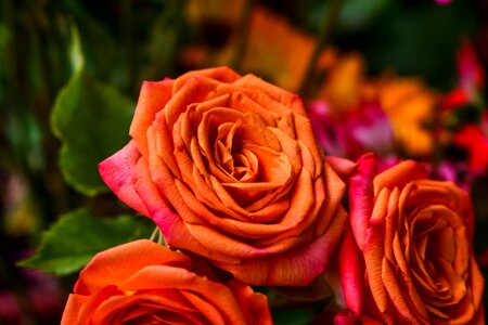Flower petal bouquet of flowers