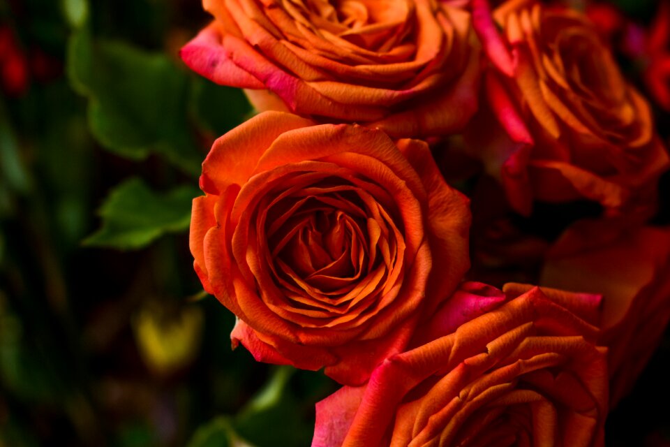 Flower rosa petal