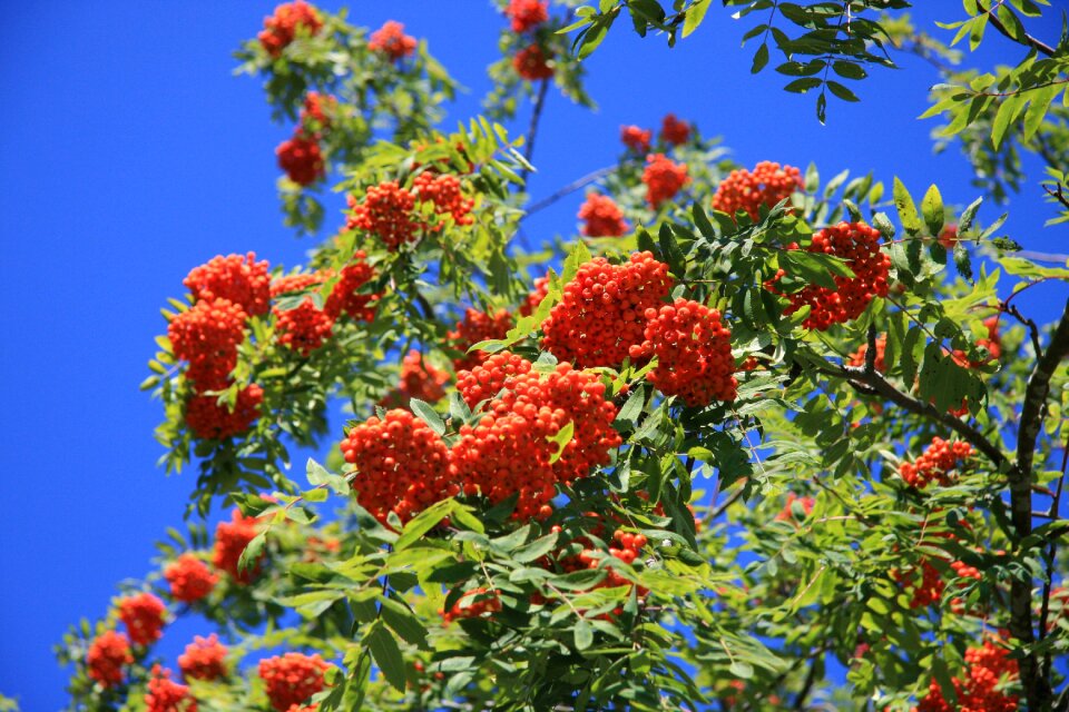 Plant nature flower