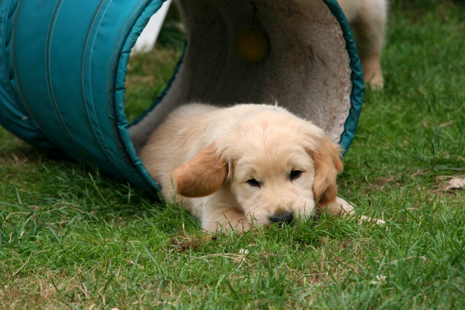Golden retriever puppy dog puppy cute puppy