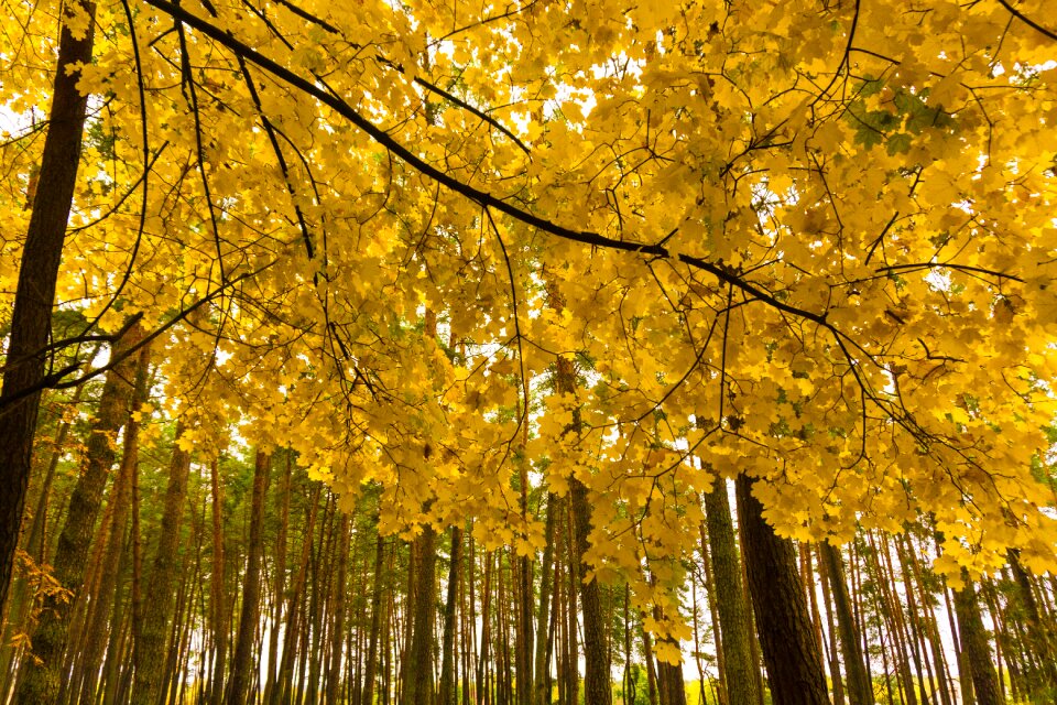 Paint forest landscape