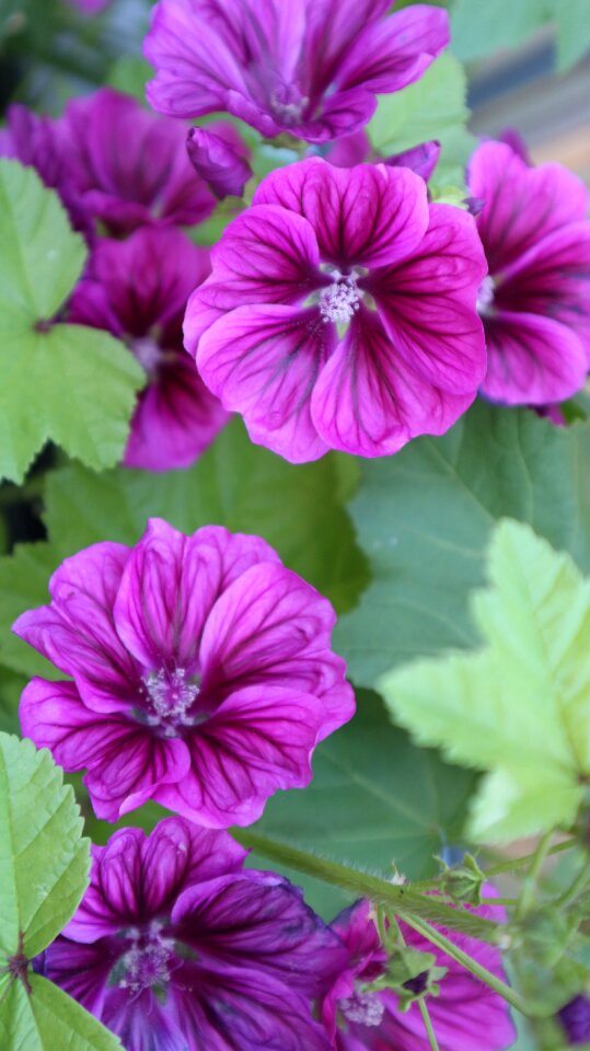 Blossom bloom purple flower photo