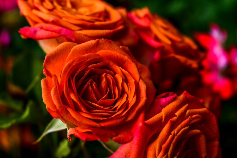 Rosa petal plant