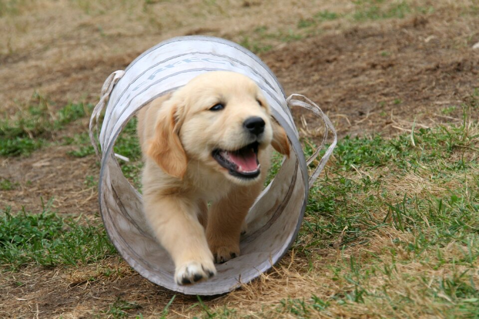Golden retriever puppy dog puppy cute puppy