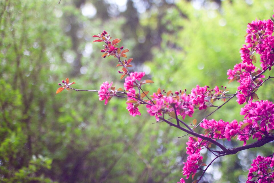 Flower bloom blossom