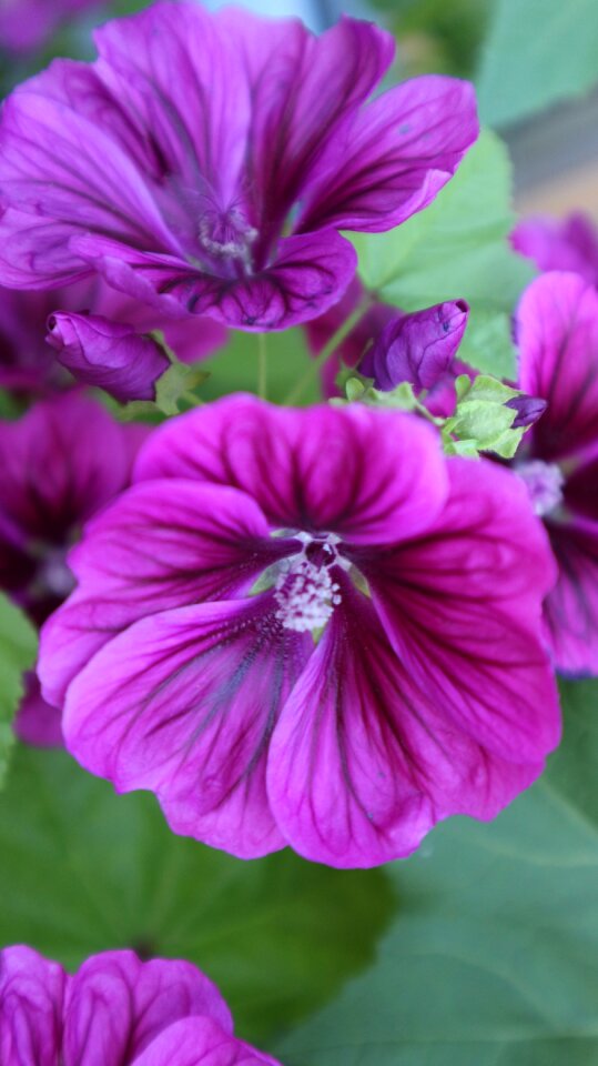 Blossom bloom purple flower