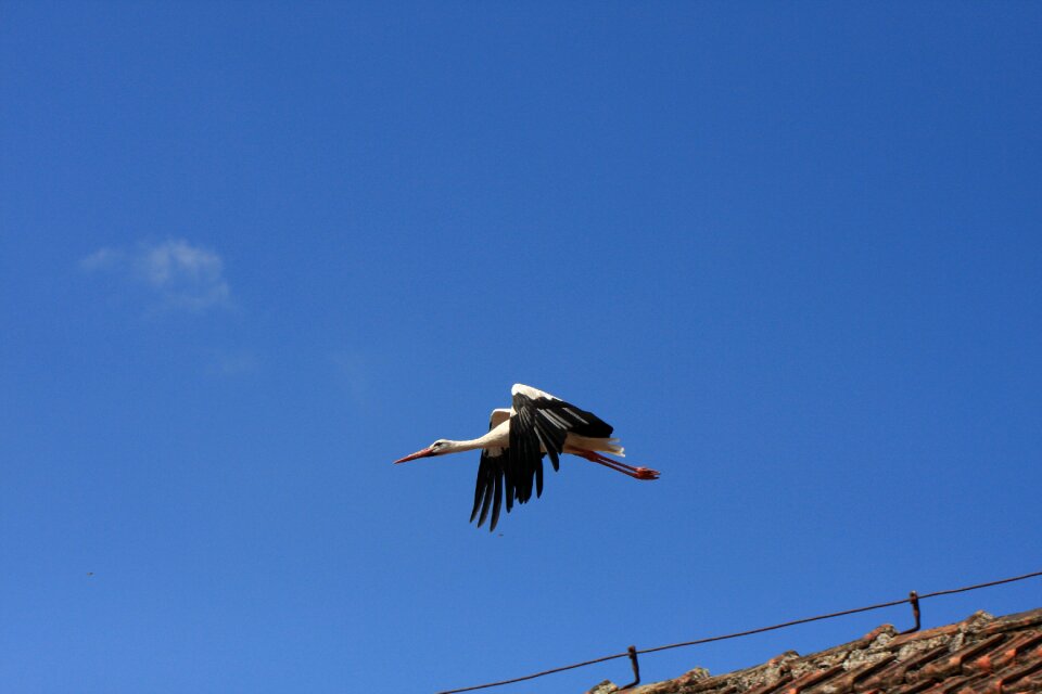 Wing animal world flight