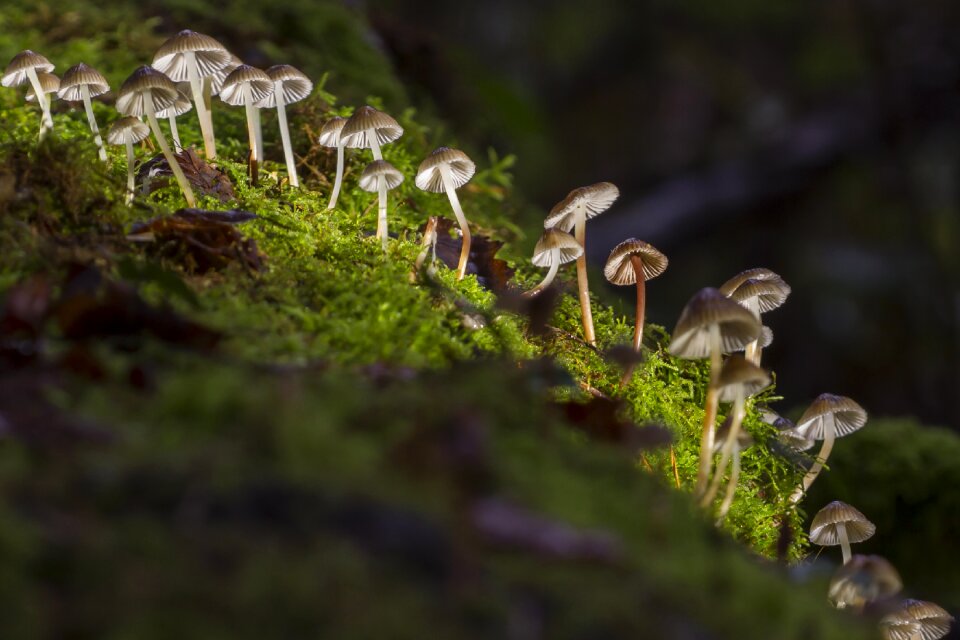 Sponge small mushroom moss