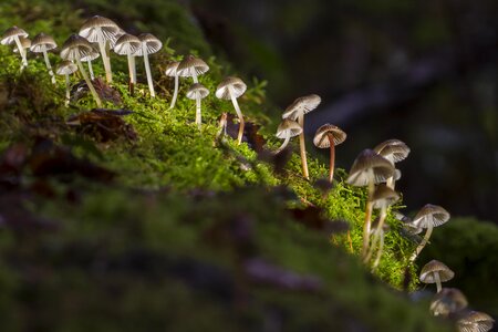 Sponge small mushroom moss photo