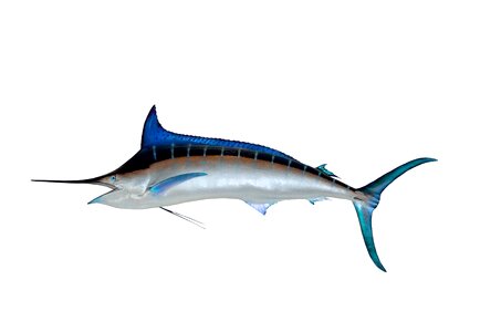Fish mount blue marlin game fish photo