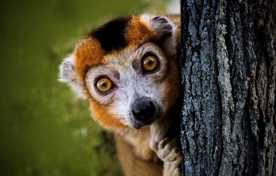 Peekaboo lemur lemurs