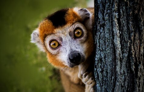 Peekaboo lemur lemurs