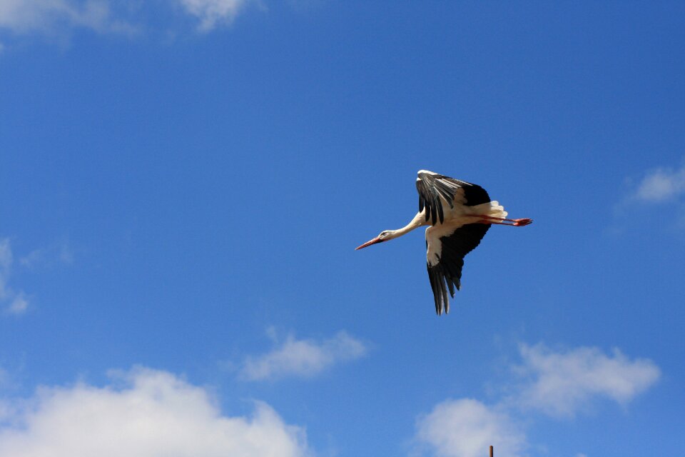 Animal world sky bill
