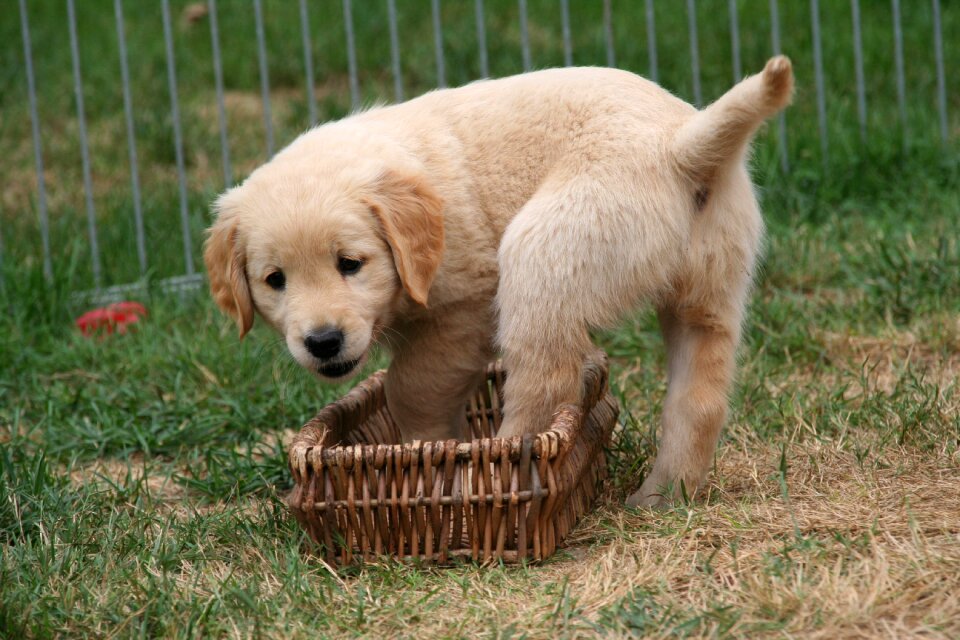 Golden retriever puppy dog puppy cute puppy