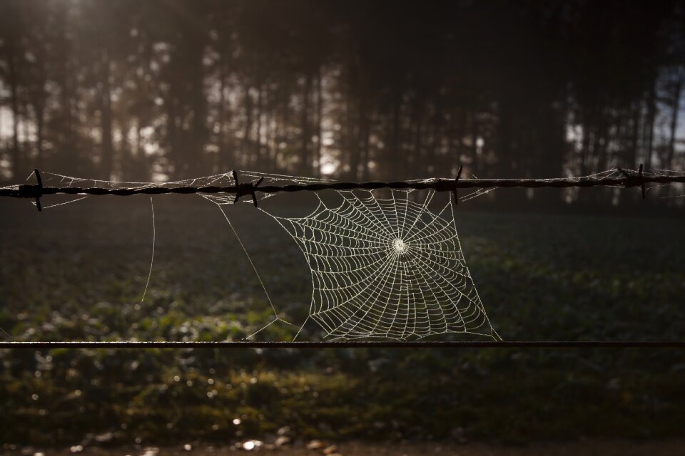 Autumn web brown web