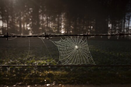 Autumn web brown web