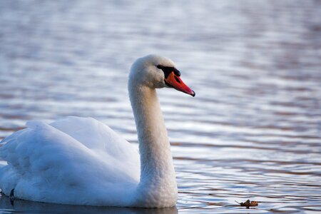 Nature animal world lake