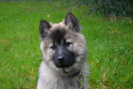 Young puppy eurasier dog christmas blue photo