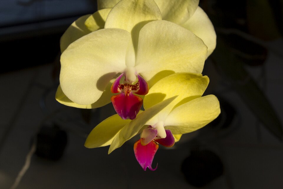 Nature blossom bloom