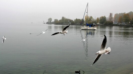 The silence the seagulls the fog