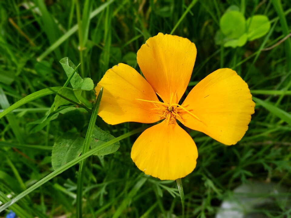 Yellow flower summer nature