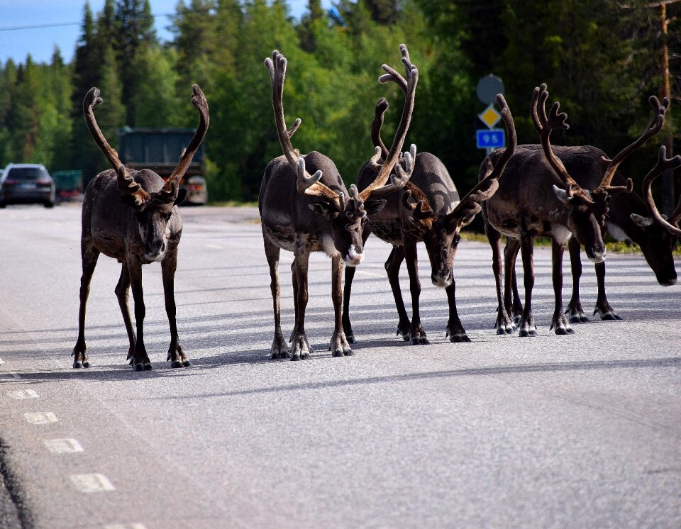Arjeplog antler scandinavia