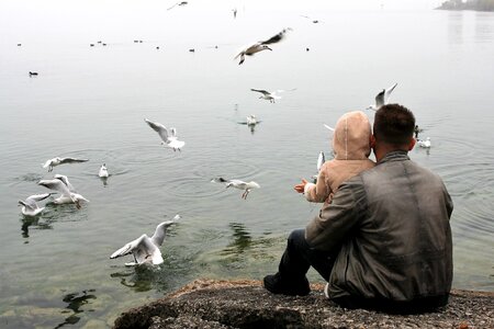 Haze the seagulls bodensee