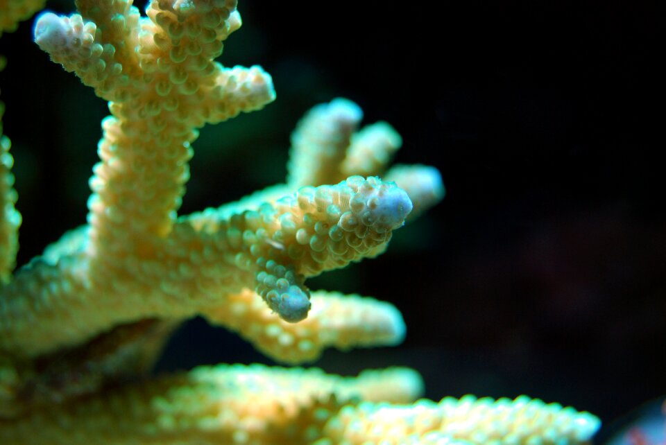 Underwater marine ocean