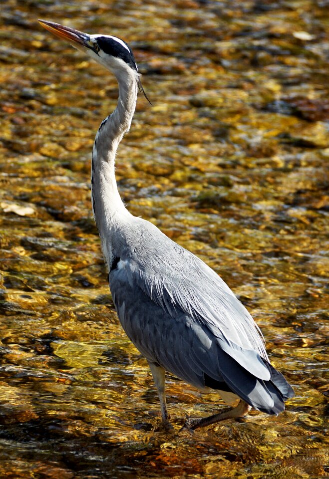 Animal eastern plumage