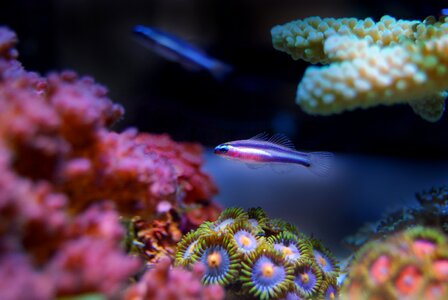 Sea underwater ocean photo