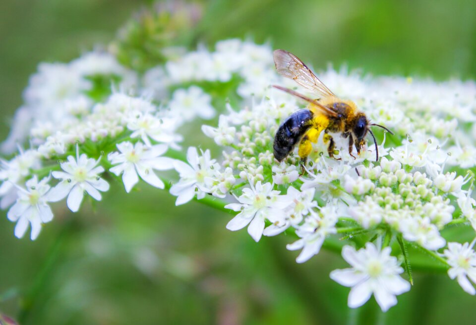 Nature pollen garden