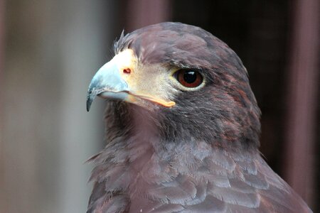 Bird beautiful hawk