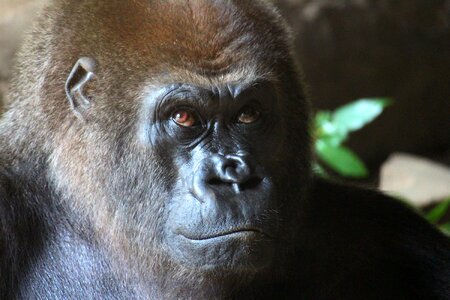 Animal gorilla zoo
