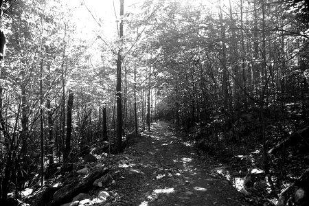 Trek hike path photo